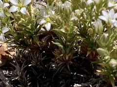 Sabulina nuttallii fragilis