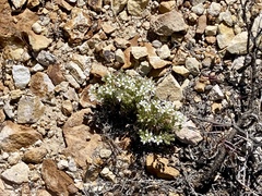 Sabulina nuttallii fragilis