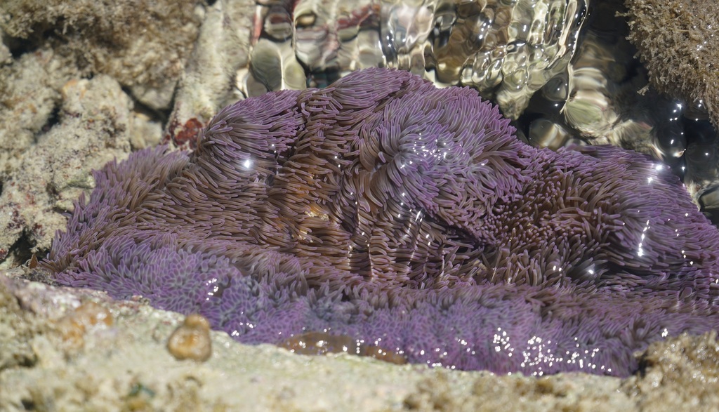 Haddon's Carpet (S. haddoni) Green