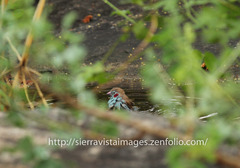 Uraeginthus bengalus