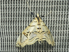 Conchylodes graphialis