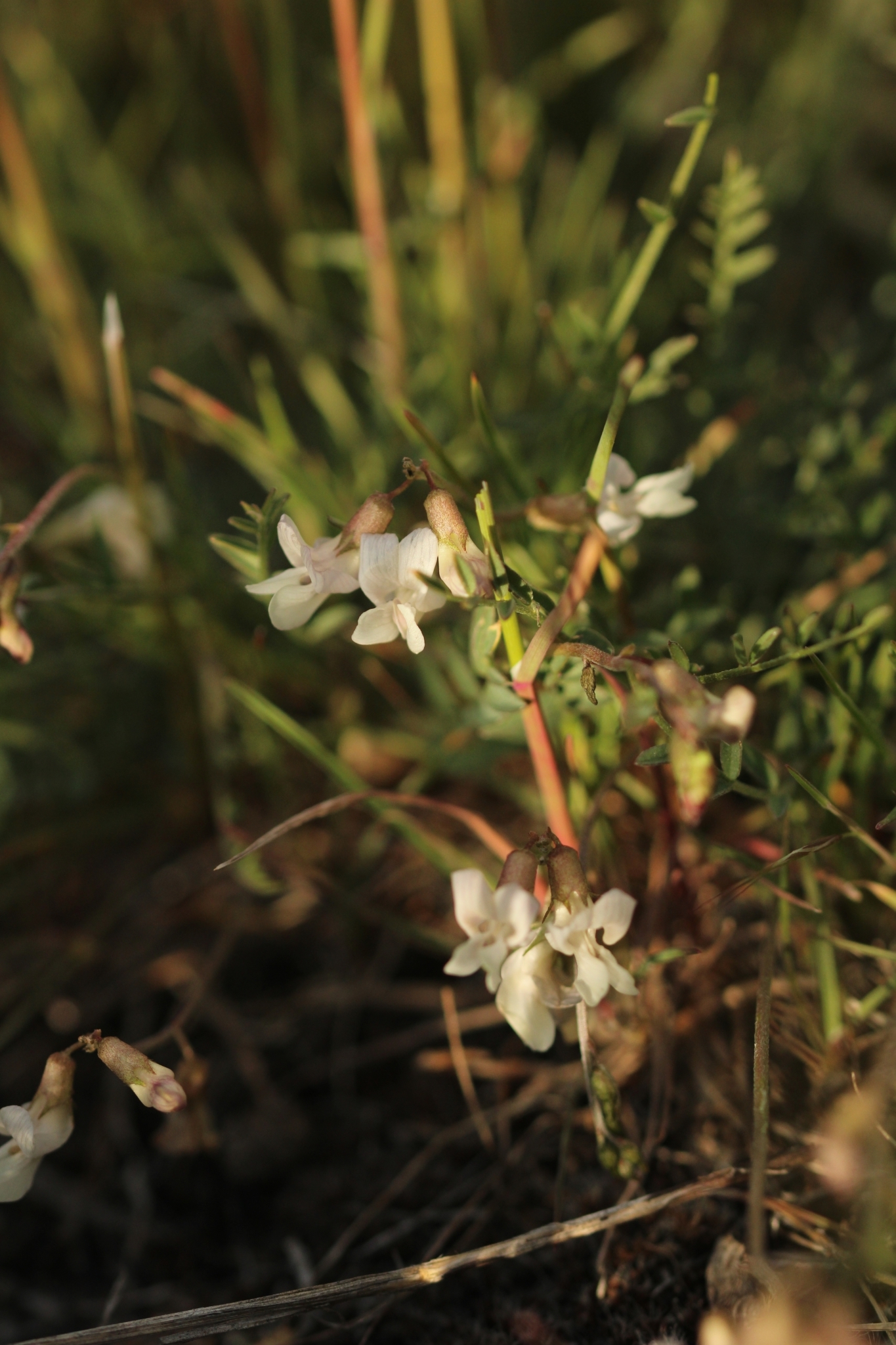 Astragalus atratus