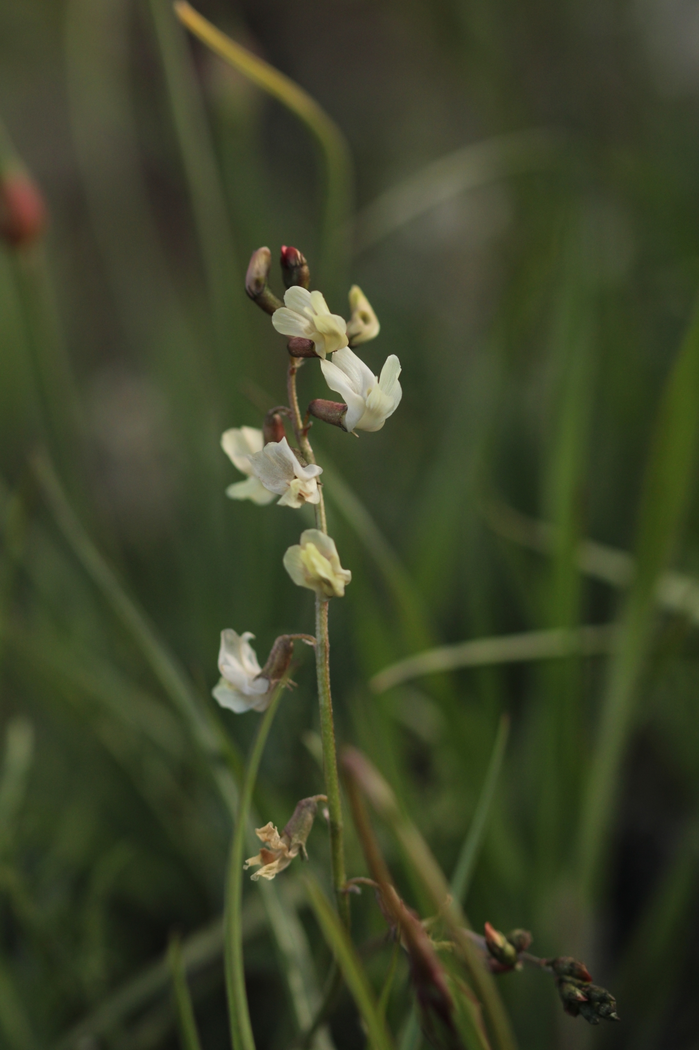 Astragalus atratus var. inseptus
