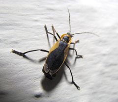 Chauliognathus distinguendus