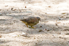 Turnix varius varius