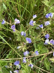 Veronica chamaedrys