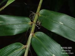 Bambusa pachinensis