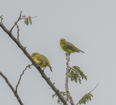 Zosterops flavilateralis