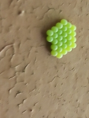 Lepidoptera