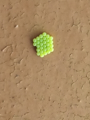 Lepidoptera