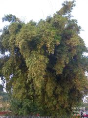 Bambusa pachinensis