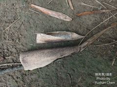 Bambusa pachinensis