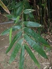 Bambusa pachinensis