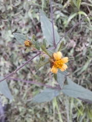 Sigesbeckia orientalis