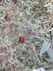 Sigesbeckia orientalis