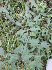 Sigesbeckia orientalis