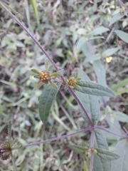 Sigesbeckia orientalis