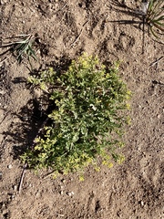 Rorippa sinuata