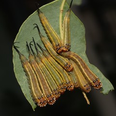 Lophyrotoma interrupta