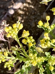 Rorippa sinuata