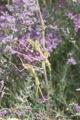 Empusa pennicornis