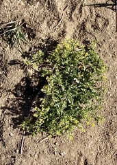 Rorippa sinuata