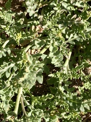 Rorippa sinuata