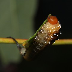 Lophyrotoma interrupta