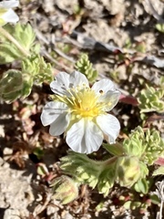 Potentilla newberryi