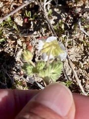Potentilla newberryi