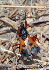 Ectomocoris ululans