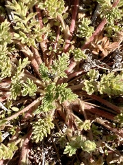 Potentilla newberryi