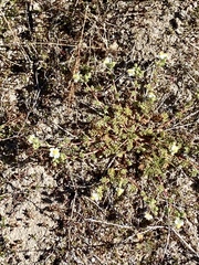Potentilla newberryi