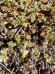 Potentilla newberryi