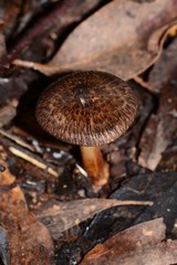 Inocybe australiensis