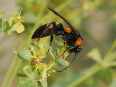 Eoferreola erythraea