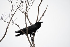 Corvus tasmanicus
