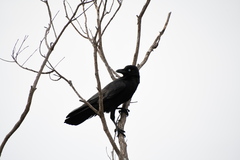 Corvus tasmanicus
