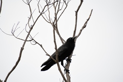 Corvus tasmanicus