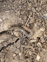 Scolopendra viridis
