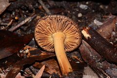 Inocybe australiensis