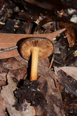 Inocybe australiensis