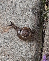 Macrochlamys hippocastaneum