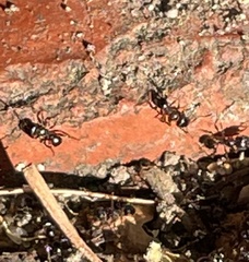 Ochetellus glaber