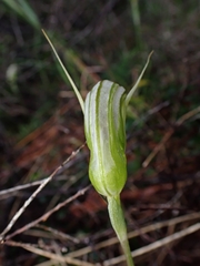 Pterostylis ophioglossa