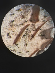 Microcalicium disseminatum