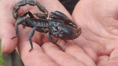 Heterometrus laoticus
