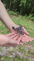 Heterometrus laoticus