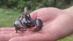 Heterometrus laoticus