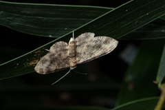 Pseudocollix hyperythra